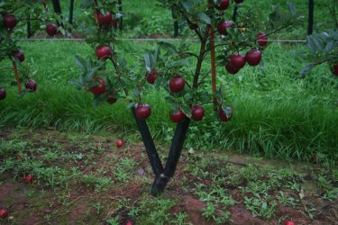 Double leader Gala apple tree